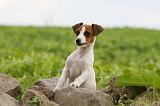 JACK RUSSEL 185